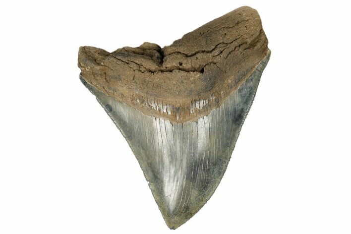 Serrated, Fossil Megalodon Tooth - South Carolina #182978